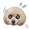 Dog expressions 20