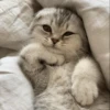 -Kitty 20