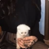 -Kitty 21
