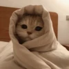 -Kitty 22