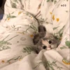 -Kitty 23
