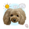 Dog expressions 23