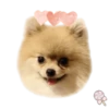 Dog expressions 24