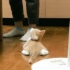-Kitty 24