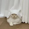 -Kitty 25