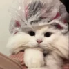 -Kitty 26
