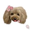 Dog expressions 27