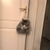 -Kitty 28