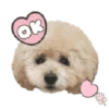 Dog expressions 28