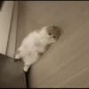 -Kitty 29