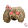 Dog expressions 29