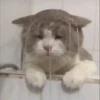 -Kitty 30