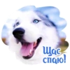 Dogs 5