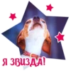 Dogs 6