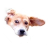 Dogs 7