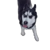 husky_vader 6