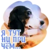 Dogs 8