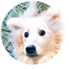 Dogs 11