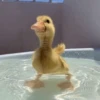 Duck Duck 6