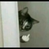 `meow 8