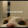 `meow 9