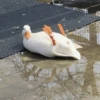 Duck Duck 7