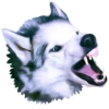 Dogs 12