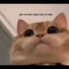 `meow 10