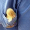 Duck Duck 8