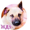 Dogs 14