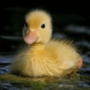Duck Duck 10
