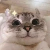 `meow 12