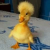 Duck Duck 11