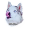 Dogs 15