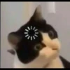 `meow 13