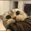 `meow 14
