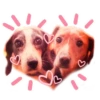 Dogs 17