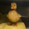 Duck Duck 13