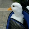 Duck Duck 14