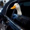 Duck Duck 15