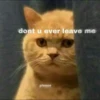 `meow 15