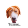 Dogs 19