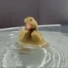 Duck Duck 16