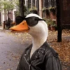Duck Duck 17