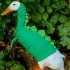 Duck Duck 18