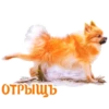 Dogs 21