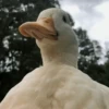 Duck Duck 19