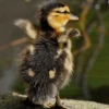 Duck Duck 20