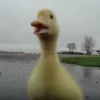 Duck Duck 21