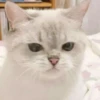 `meow 18